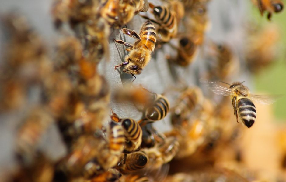 a swarm of bees